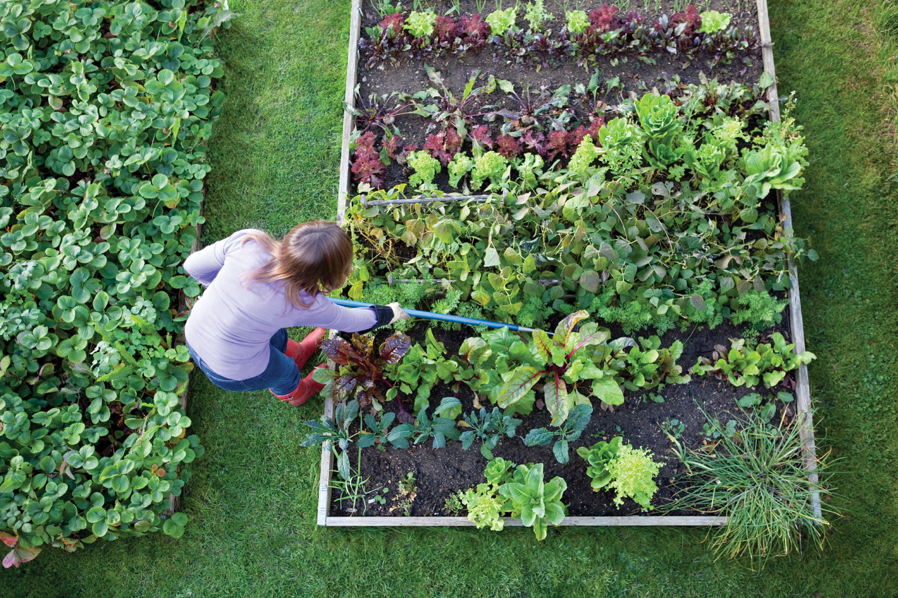 Effective Tips for Stunning Home Garden